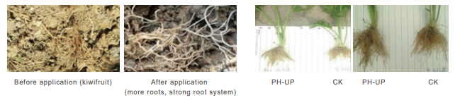 Acidic soil conditioner PH-UP