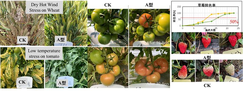 NEW INTEGRATED BIOSTIMULANT TECHNOLOGY ACTIVELY ADDRESSING THE IMPACT OF ABIOTIC STRESSES ON AGRICULTURAL PRODUCTION, HELPING TO IMPROVE BOTH GRAIN YIELD AND QUALITY OF AGRICULTURAL PRODUCTS