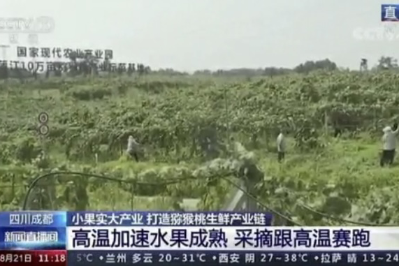 央視新聞中的天然蕓苔素、生物農(nóng)藥助力綠色農(nóng)業(yè)、品牌農(nóng)產(chǎn)品更有價值