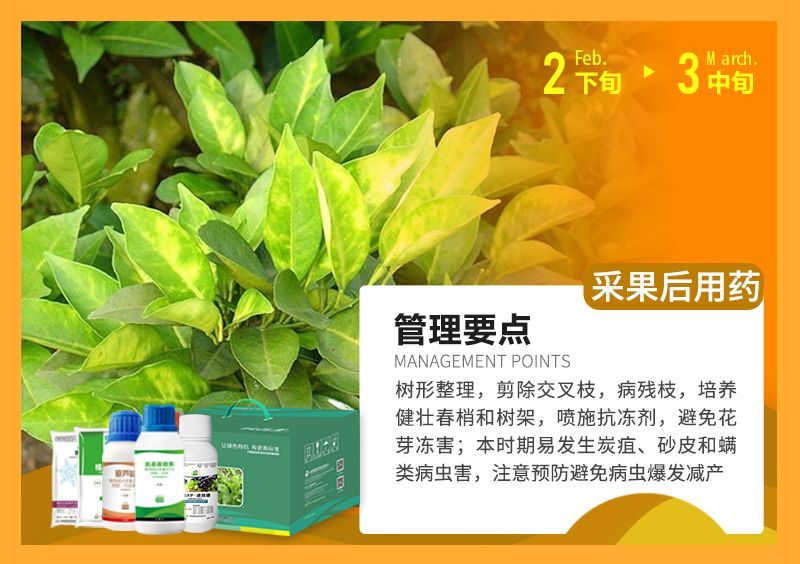 樹形整理，剪除交叉枝，病殘枝，培養(yǎng)健壯春梢和樹架，噴施抗凍劑，避免花芽凍害;本時(shí)期易發(fā)生炭疽、砂皮和端類病蟲害，注意預(yù)防避免病蟲爆發(fā)減產(chǎn) 
